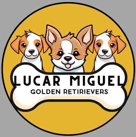 LUCAR MIGUEL GOLDEN RETRIEVERS